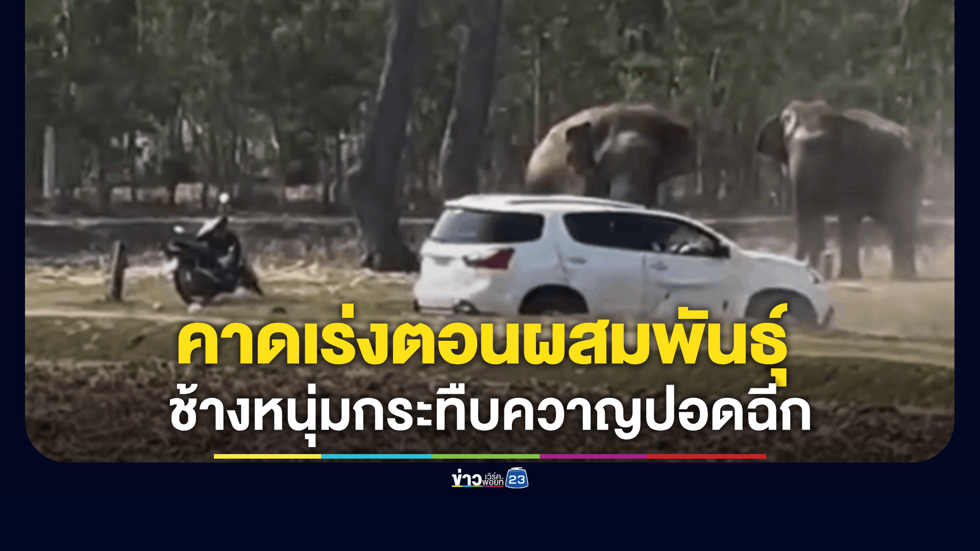 ช้างหนุ่มคลั่งกระทืบควาญปอดฉีก-แทงรถพัง