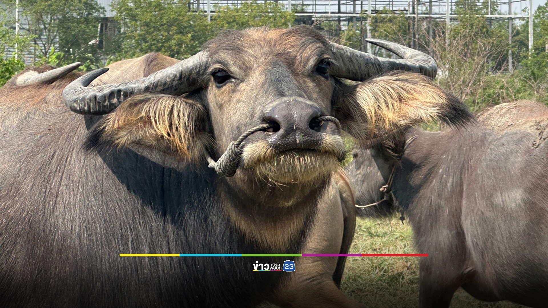 น้ำมันแพง ชาวบ้านพลิกเกม เปิดให้เช่าควายไถนา