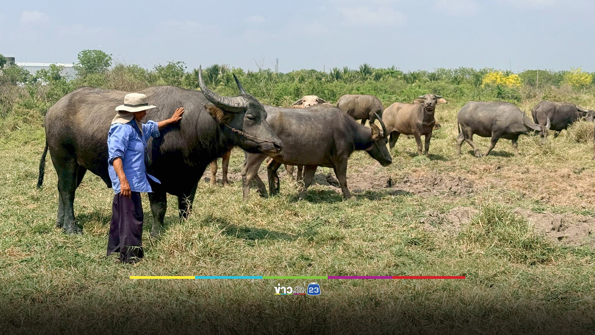 น้ำมันแพง ชาวบ้านพลิกเกม เปิดให้เช่าควายไถนา