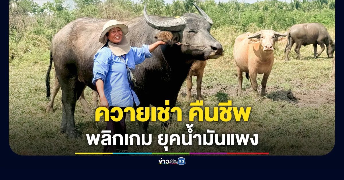 น้ำมันแพง ชาวบ้านพลิกเกม เปิดให้เช่าควายไถนา