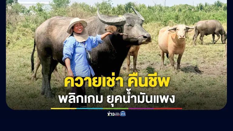 น้ำมันแพง ชาวบ้านพลิกเกม เปิดให้เช่าควายไถนา