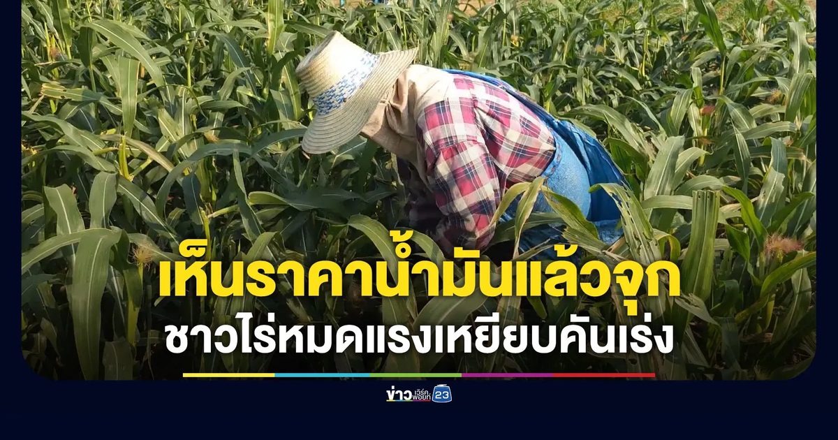 เห็นราคาน้ำมันแล้วจุกอก ชาวไร่หมดแรงเหยียบคันเร่ง