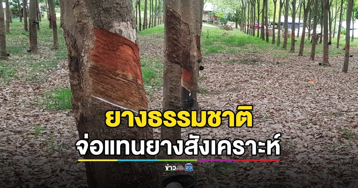 พลิกวิกฤตเป็นโอกาส! กยท. มั่นใจยางพาราไทยขาขึ้น ลุ้นแตะ 100 บาท/กก.