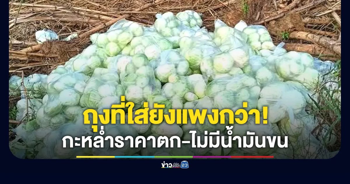 วิกฤตซ้ำซ้อน! กะหล่ำปลีราคาตก-ไม่มีน้ำมันขนไปขาย