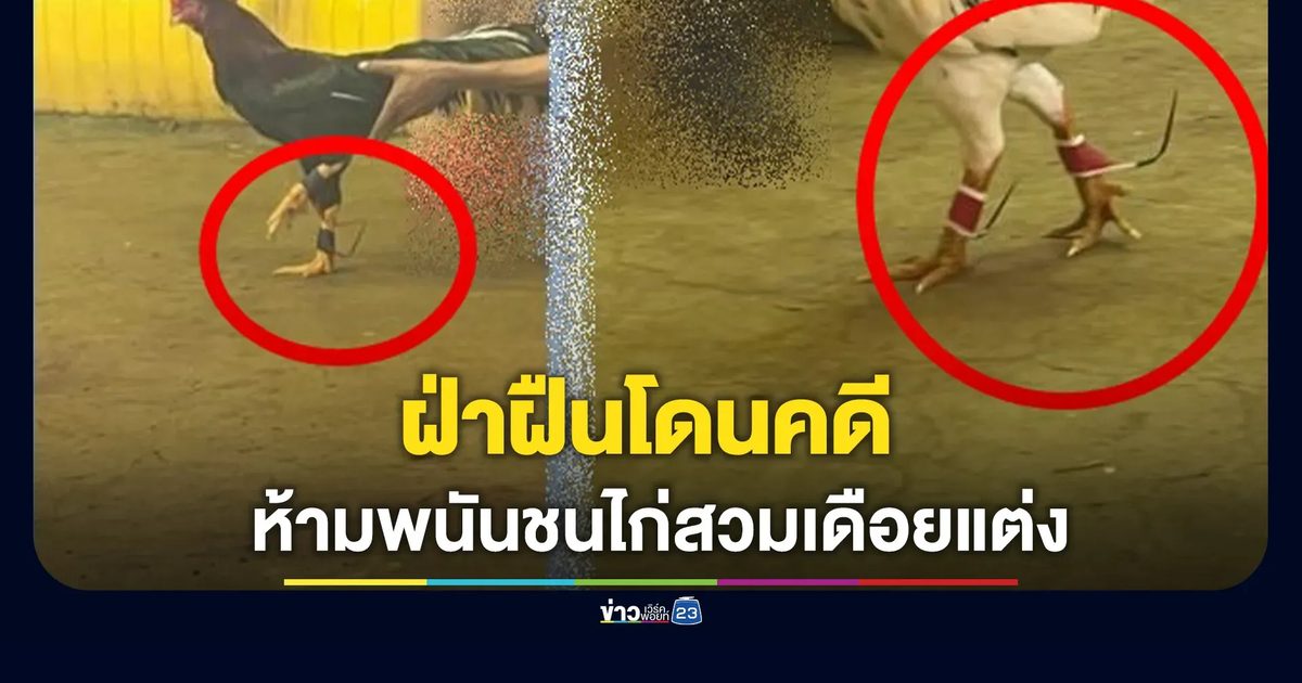 ห้ามพนันชนไก่สวมเดือยแต่ง ฝ่าฝืนโดนคดี-เสี่ยงถูกถอนใบอนุญาต