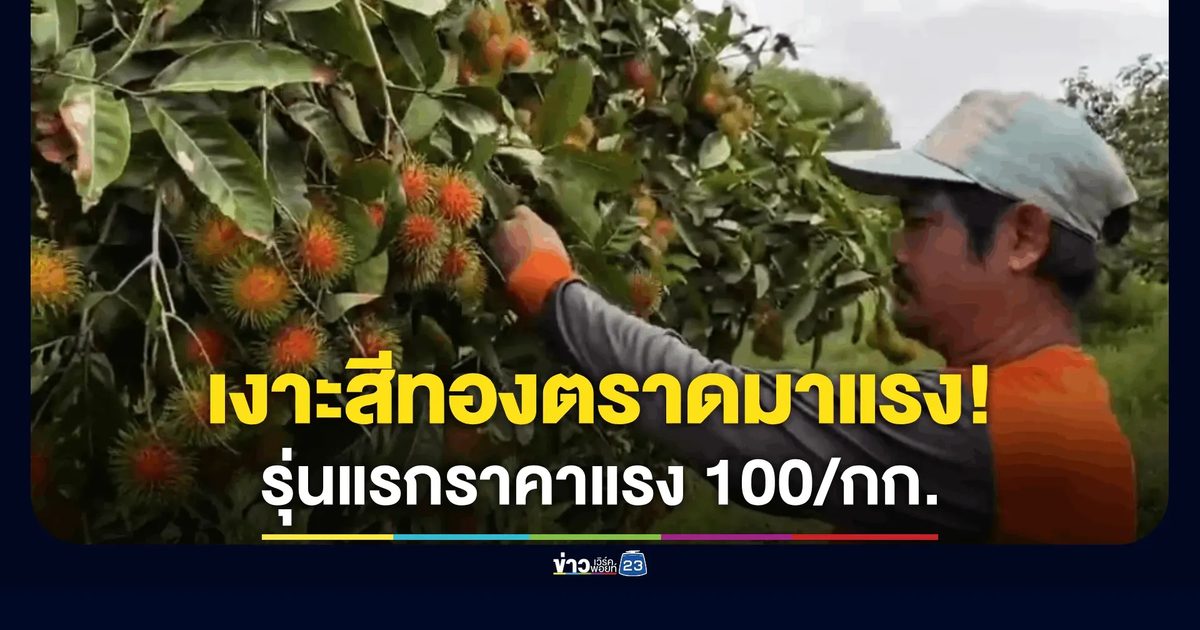เงาะสีทองตราดมาแรง! รุ่นแรกราคาพุ่งเกือบ 100 บาท/กก. ล้งแห่จอง