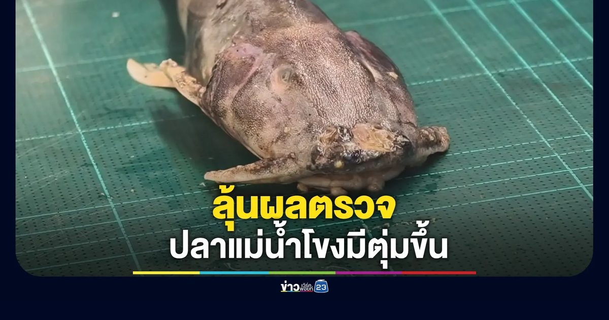 คืบหน้า! ลุ้นผลตรวจปลาแม่น้ำโขงมีตุ่มขึ้น