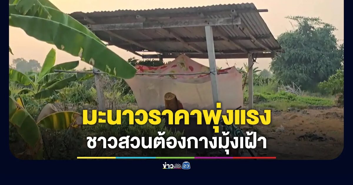มะนาวราคาพุ่งแรง จนต้องกางมุ้งนอนเฝ้า