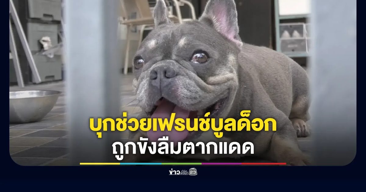 บุกรอบ 2 ช่วย 'เฟรนช์บูลด็อก' ถูกขังลืมกลางแดด