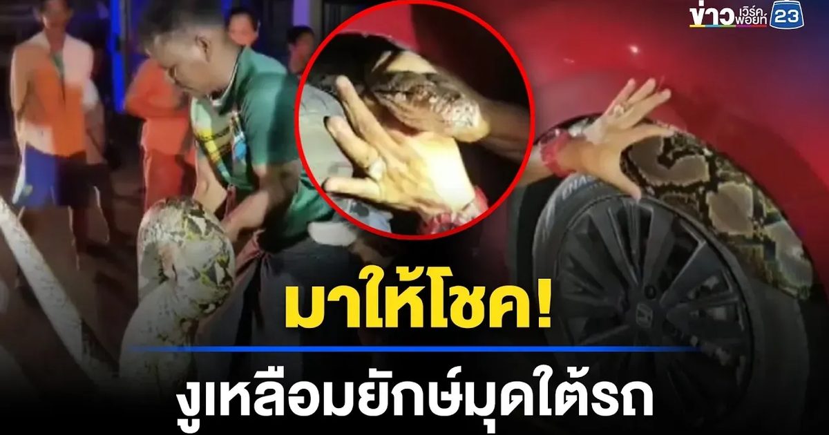 งูเหลือมยาวเลื้อยมุดใต้รถ คนส่องเลขลุ้นโชค
