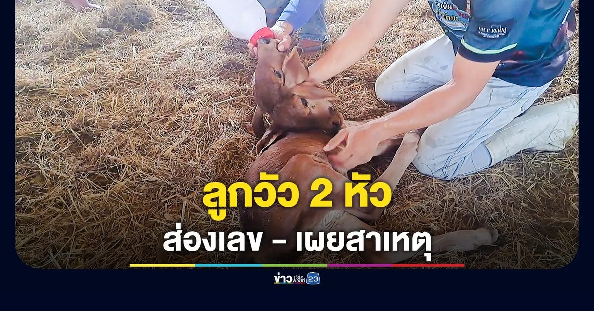 ลูกวัว 2 หัว สัตวบาลเผยสาเหตุ
