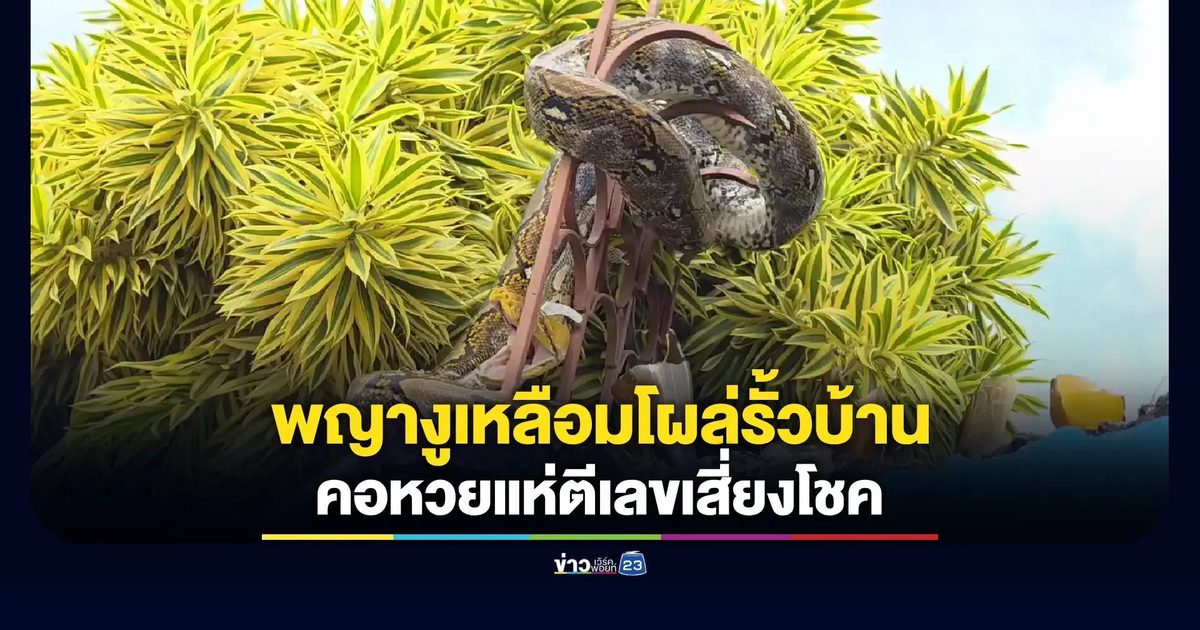 ฮือฮา! งูเหลือมใหญ่ เลื้อยผ่านเลขบ้านก่อนหวยออก