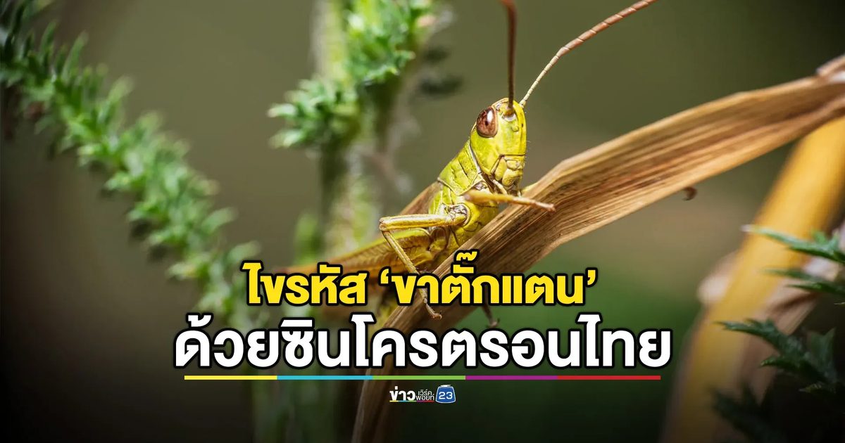 ไทยโชว์ศักยภาพวิทย์โลก! ใช้ซินโครตรอนไขรหัส "ขาตั๊กแตน"