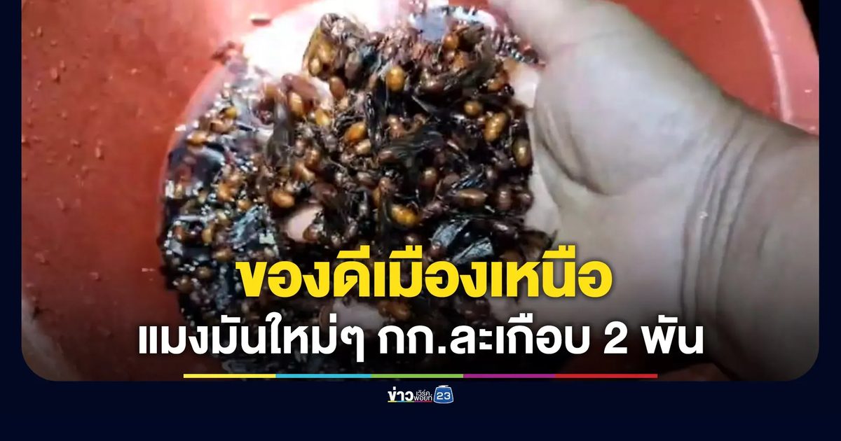 ของดีเมืองเหนือ! “แมงมัน” กก.ละเกือบ 2,000 บาท