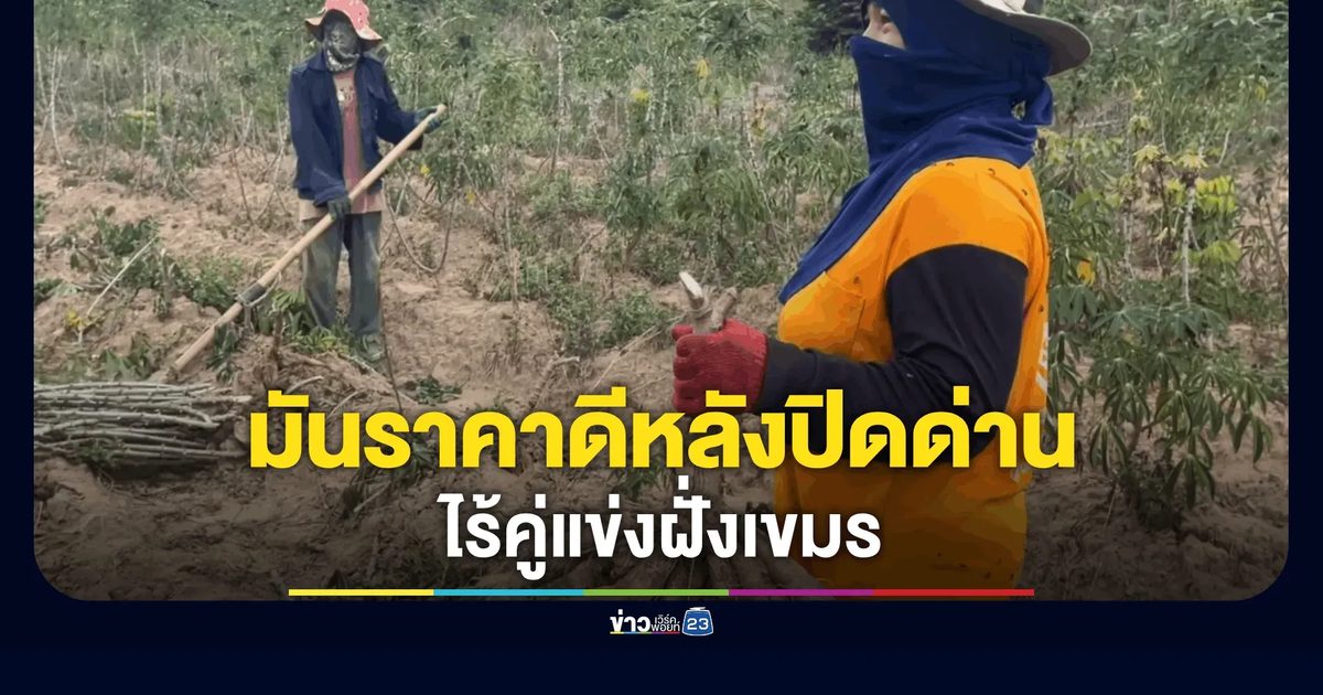 มันสำปะหลังราคาดีหลังปิดด่าน! เกษตรกรสุรินทร์เร่งขุด ไร้คู่แข่งฝั่งเขมร