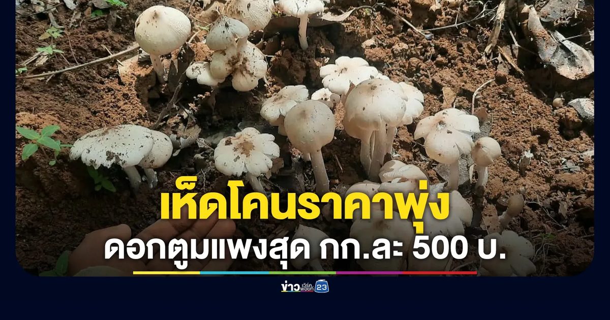 เห็ดโคนราคาพุ่ง ดอกตูมแพงสุด กก.ละ 500 บาท