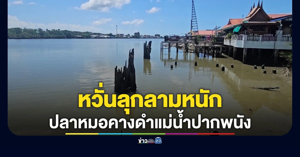 หวั่นลุกลามหนัก! "ปลาหมอคางดำ" ทะลักแม่น้ำปากพนัง