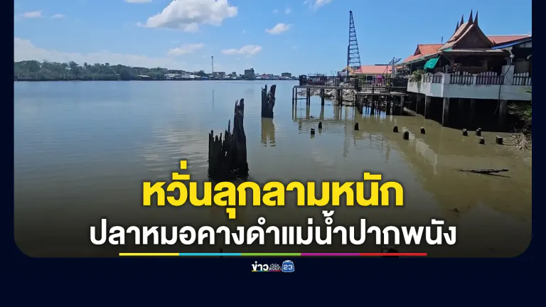 หวั่นลุกลามหนัก! "ปลาหมอคางดำ" ทะลักแม่น้ำปากพนัง