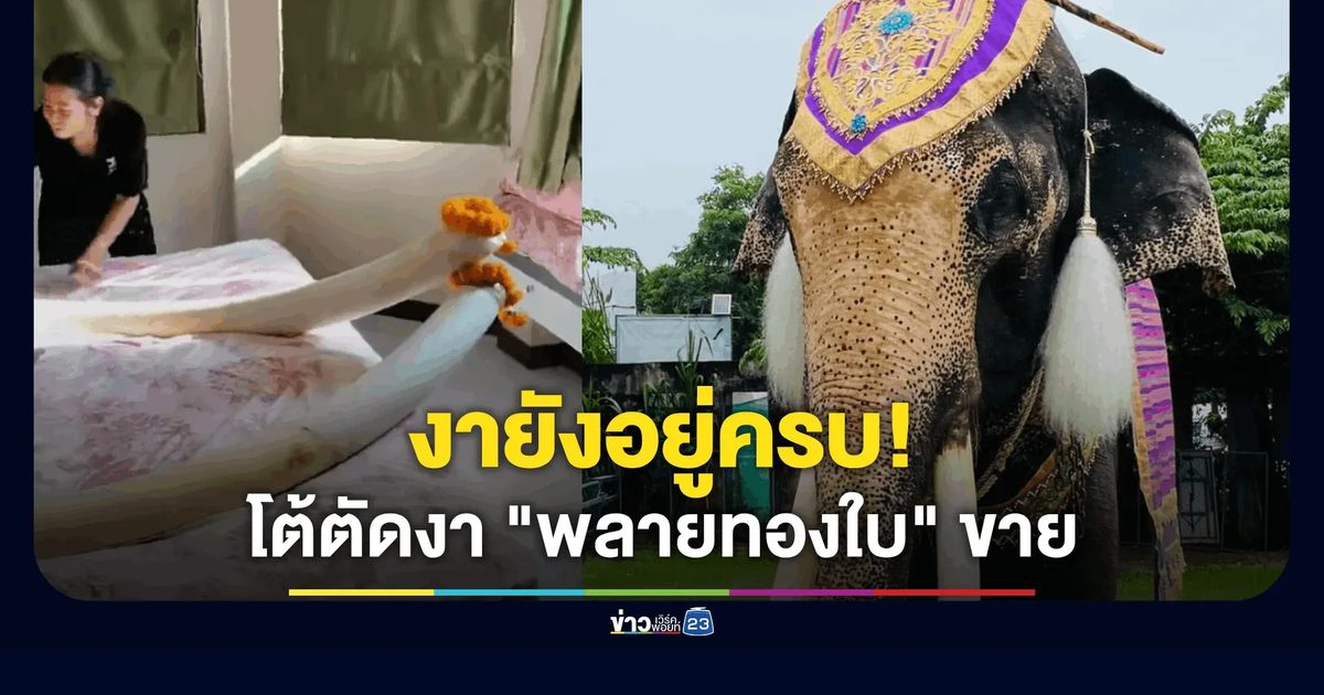 งายังอยู่ครบ! โต้ปมดรามาตัดงา "พลายทองใบ" ขาย