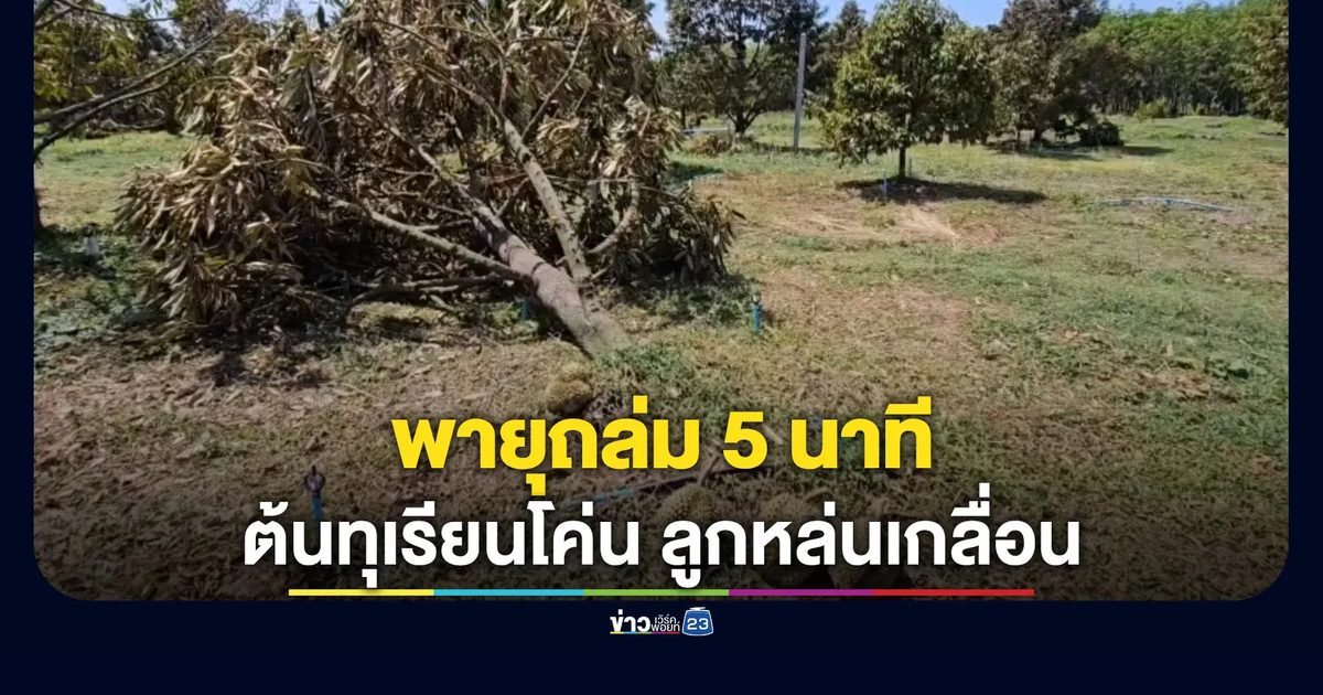 พายุถล่ม 5 นาที สวนทุเรียนนครพนมพังยับ"หมอนทอง"ร่วงเกลื่อน