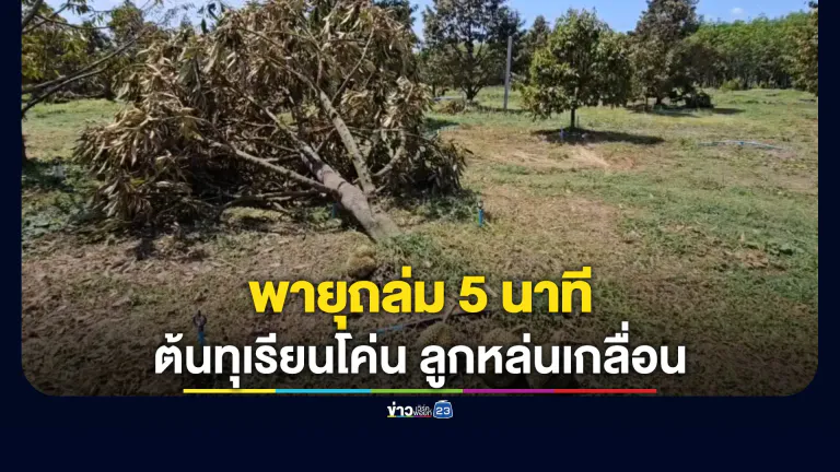 พายุถล่ม 5 นาที สวนทุเรียนนครพนมพังยับ"หมอนทอง"ร่วงเกลื่อน