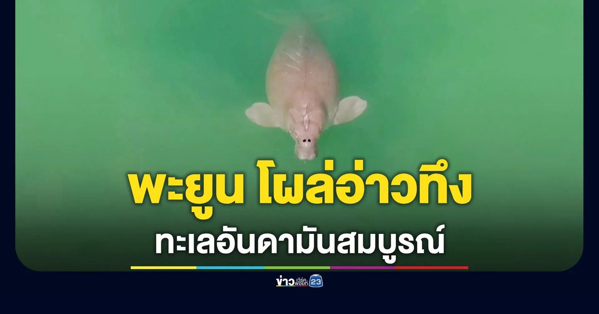 พะยูน-เต่าตนุ โผล่กินหญ้าทะเลที่อ่าวทึง บ่งชี้อันดามันสมบูรณ์