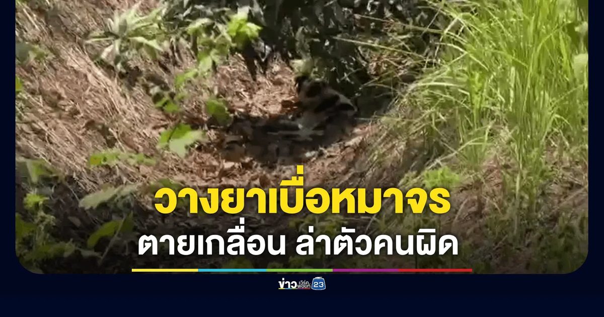 ใจทมิฬ! วางยาเบื่อสุนัขจรจัดตายเกลื่อนซอยเอราวัณ