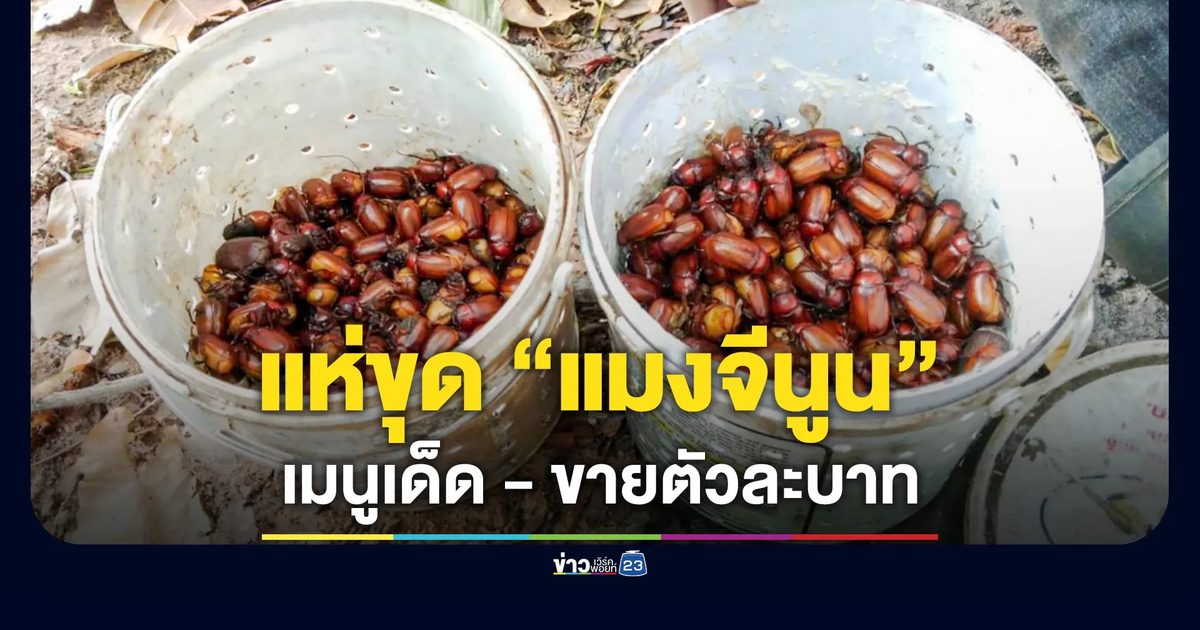 ฝนแรก! แห่ขุด "แมงจีนูน" ขายตัวละบาท หนึ่งปีมีครั้งเดียว