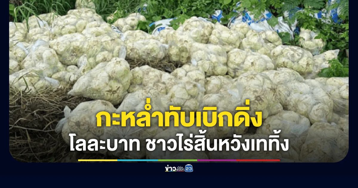 กะหล่ำปลีภูทับเบิกราคาดิ่งเหวเหลือโลละ 1 บาท ชาวไร่สิ้นหวังขนทิ้งข้างทาง