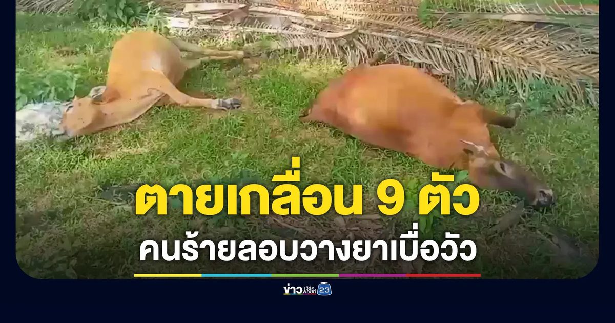 คนร้ายวางยาเบื่อวัวตายเกลื่อนสวนปาล์ม 9 ตัว เจ้าของเข่าทรุด