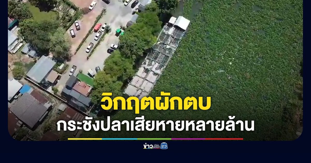 แม่น้ำปราจีนวิกฤต ผักตบแน่นทำกระชังปลาเสียหาย