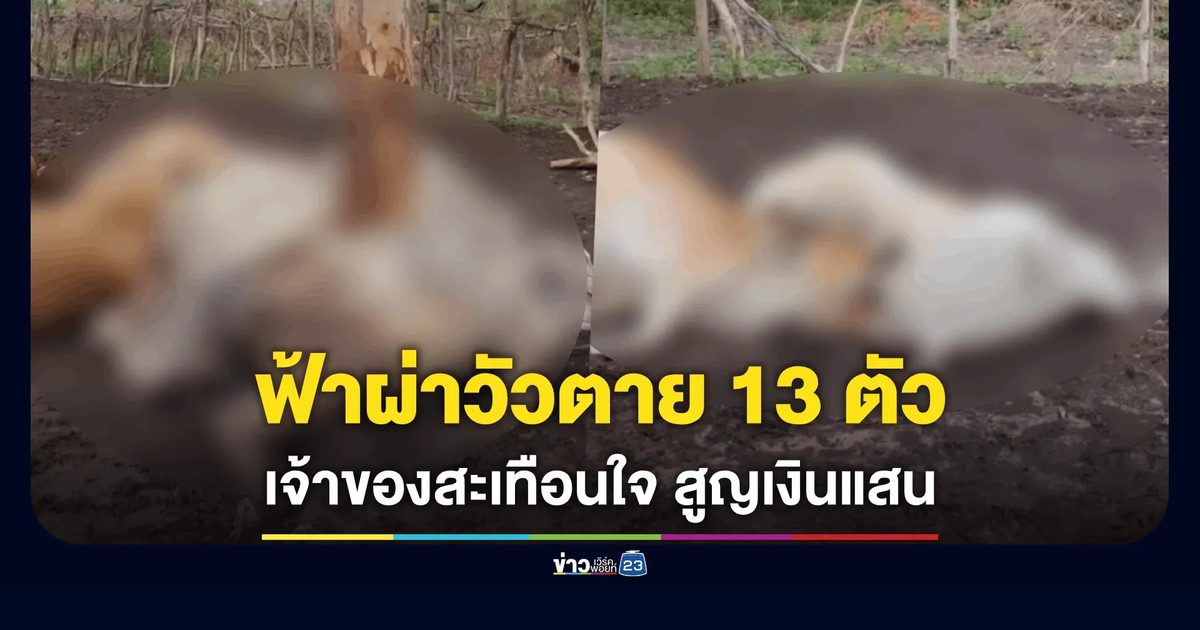 สลด! ฟ้าผ่ากลางทุ่งร้อยเอ็ด วัวตายหมู่ 13 ตัว เจ้าของปล่อยโฮสูญเสียวัวกำลังงาม