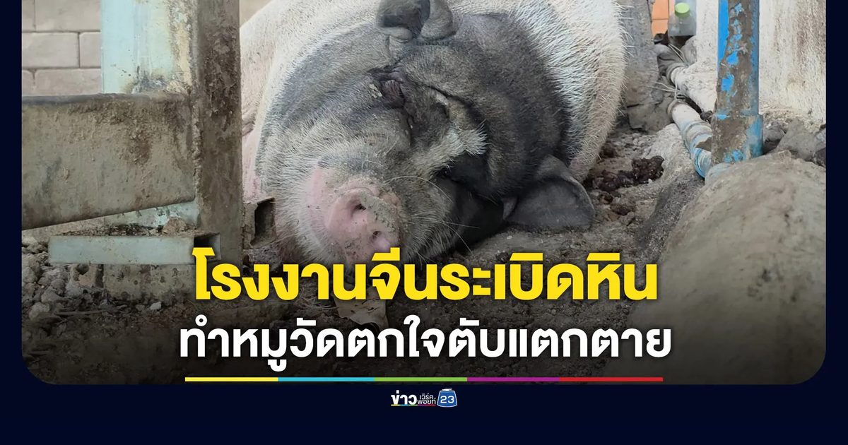 โรงงานจีนระเบิดหิน ทำหมูวัดตกใจตับแตกตาย