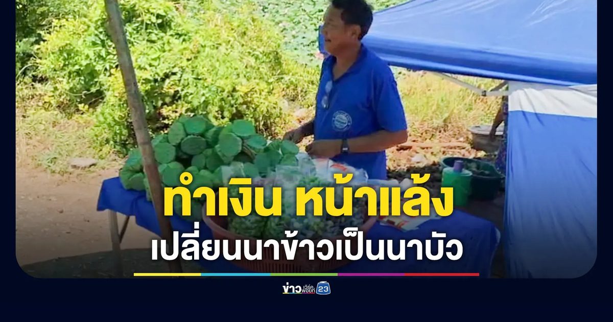 พลิกนาข้าวปลูกบัว เก็บฝักขายช่วงแล้ง