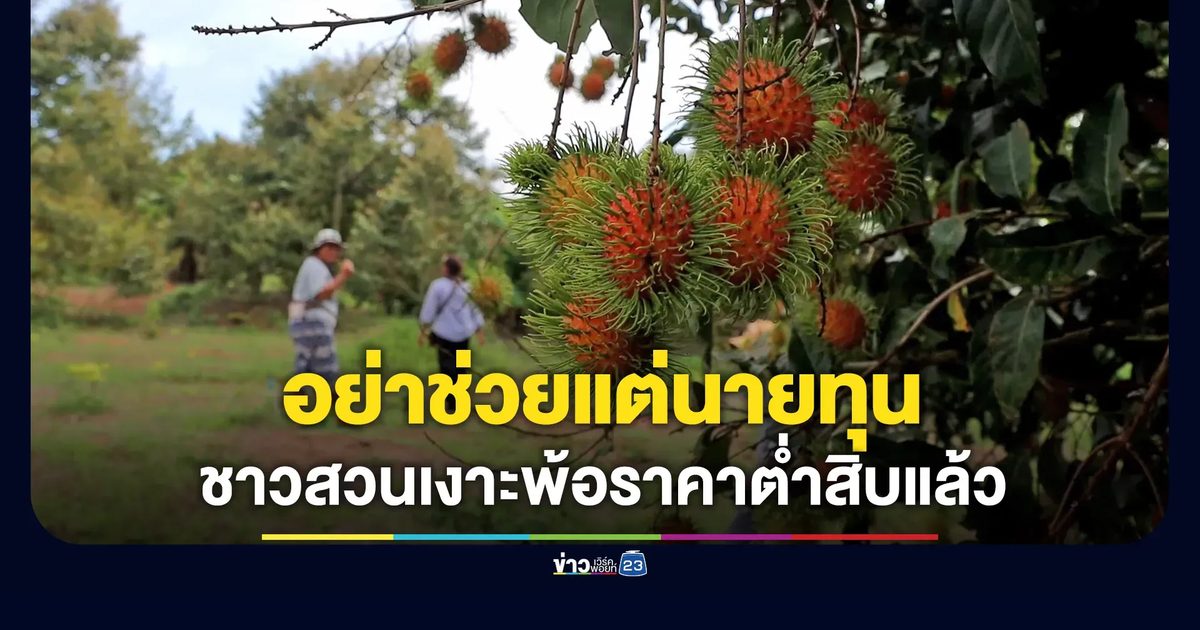 อย่าช่วยแต่นายทุน ชาวสวนเงาะพ้อราคาเหลือไม่ถึง 10 บาท