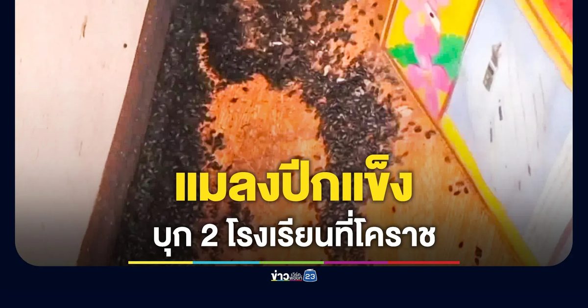 แมลงปีกแข็งนับล้าน บุก 2 โรงเรียนที่โคราช ระดมหน่วยงานเร่งแก้ไข