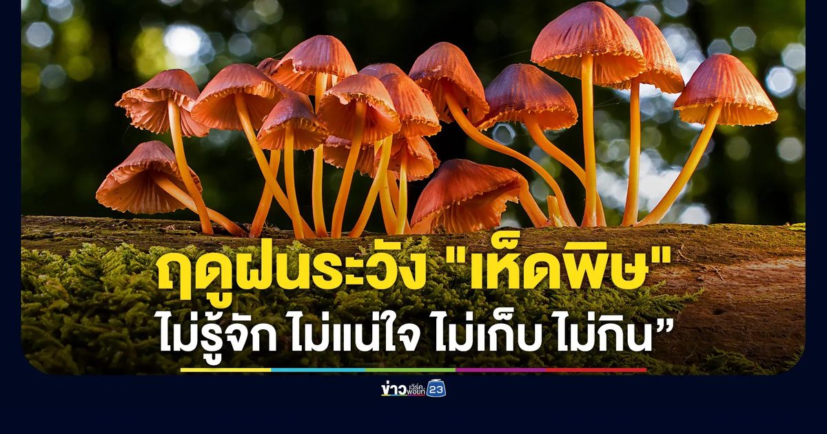 ฤดูฝนระวัง "เห็ดพิษ" ยึดหลัก“เห็ดไม่รู้จัก ไม่แน่ใจ ไม่เก็บ ไม่กิน”
