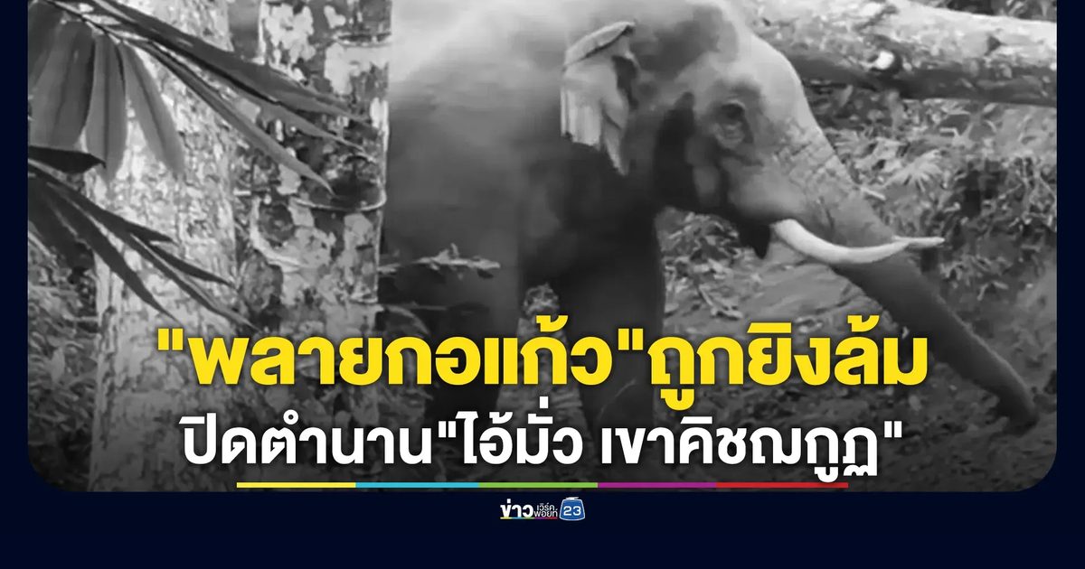 ปิดตำนาน"ไอ้มั่ว เขาคิชฌกูฏ""พลายกอแก้ว"ถูกยิงล้ม