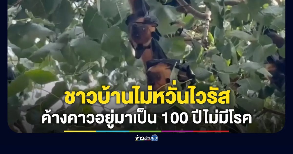 ชาวบ้านชุมชนใกล้วัดจันทรารามไม่หวั่นไวรัส ชี้ค้างคาวแม่ไก่อยู่มานานไม่เคยมีโรค