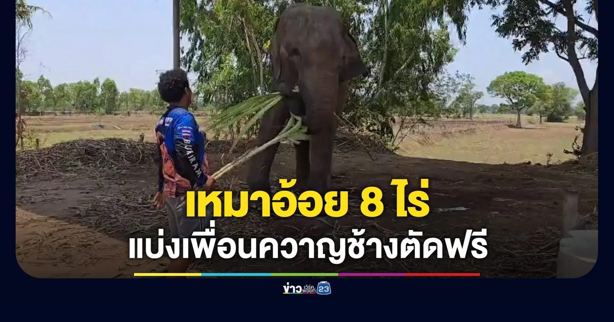 ระดมทุนเหมาอ้อย 8 ไร่ แบ่งเพื่อนควาญช้างตัดฟรี