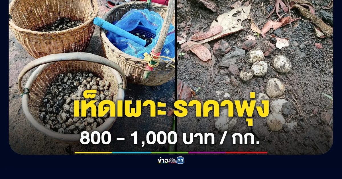 "เห็ดเผาะ" ราคาพุ่ง กก.ละ 800-1000 บาท ชาวบ้านแห่เก็บคึกคัก