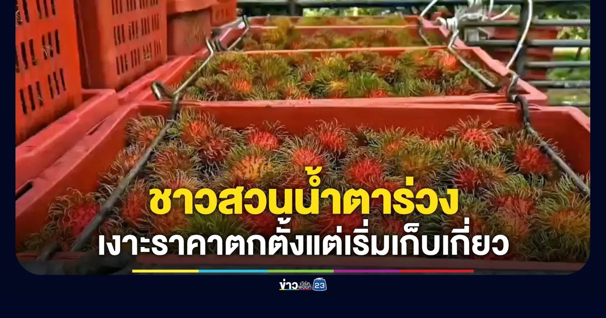 ชาวสวนน้ำตาร่วง เงาะราคาตกตั้งแต่เริ่มเก็บเกี่ยว