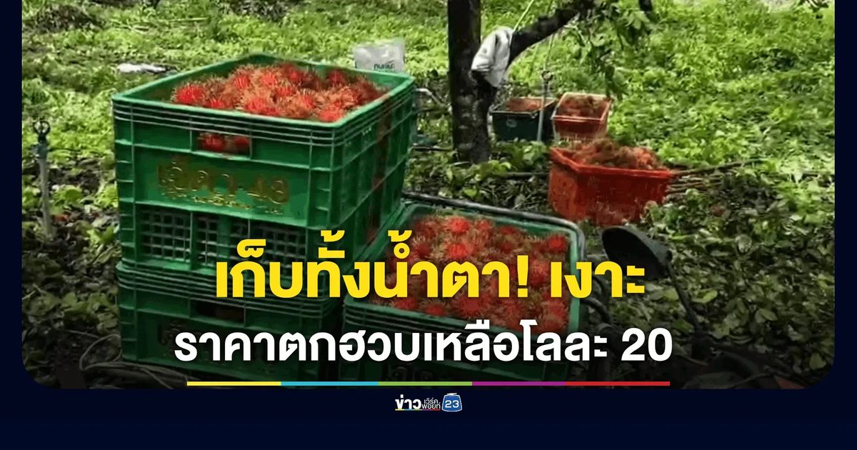 เก็บทั้งน้ำตา! เงาะบ่อไร่ ราคาตกฮวบเหลือโลละ 20