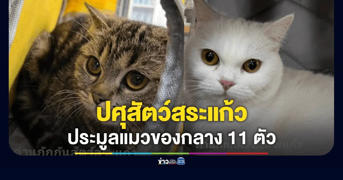 ปศุสัตว์สระแก้ เปิดประมูล "แมวสก็อตติชของกลาง"