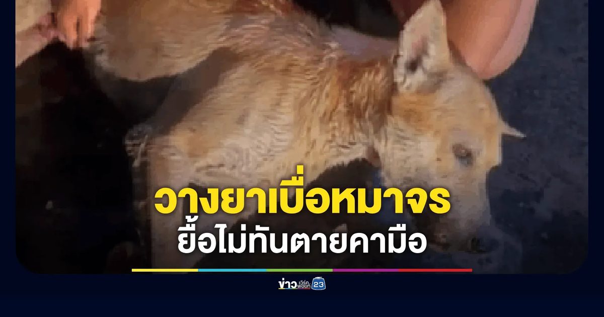 ช่วยไม่ทัน! วางยาเบื่อตูบจร ครู-ชาวบ้านกรอกไข่ 6 ฟองยื้อชีวิต สุดท้ายตายคามือ