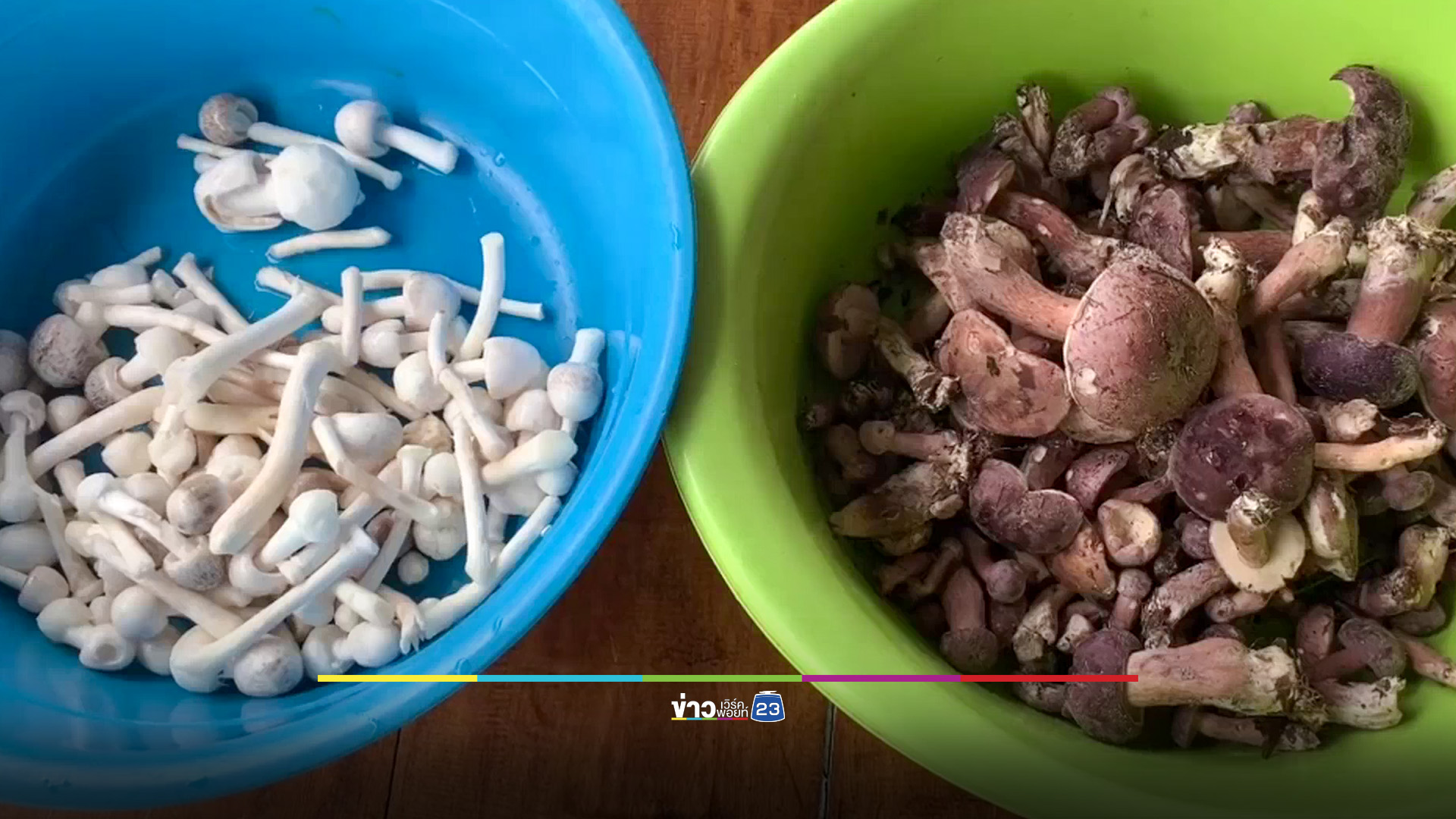 ฤดูกาลเห็ดเสม็ด ชาวใต้แห่เก็บช่วงฝนแรก นำไปรับประทาน - ขายสร้างรายได้เสริม
