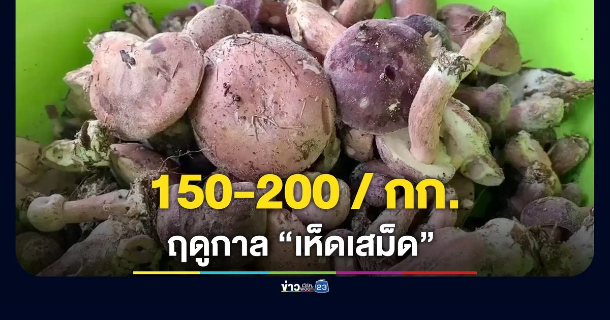 ฤดูกาลเห็ดเสม็ด ชาวใต้แห่เก็บช่วงฝนแรก นำไปรับประทาน - ขายสร้างรายได้เสริม