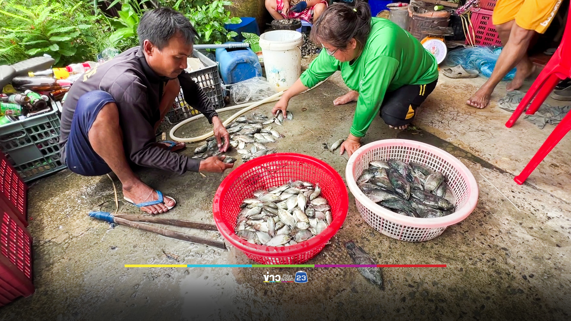 ฝูงปลาหมอคางดำโผล่ตราด ชาวบ้านแห่ทอดแห 2 วันได้เกือบร้อยกิโลฯ