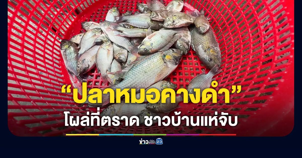 ฝูงปลาหมอคางดำโผล่ตราด ชาวบ้านแห่ทอดแห 2 วันได้เกือบร้อยกิโลฯ