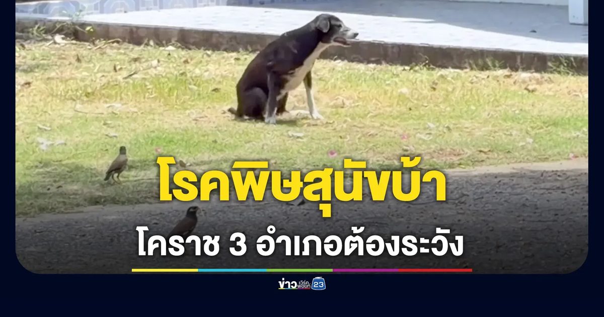 โคราชเตือนระวังโรคพิษสุนัขบ้าใน 3 อำเภอ หลังพบสุนัขจรจัดติดเชื้อ